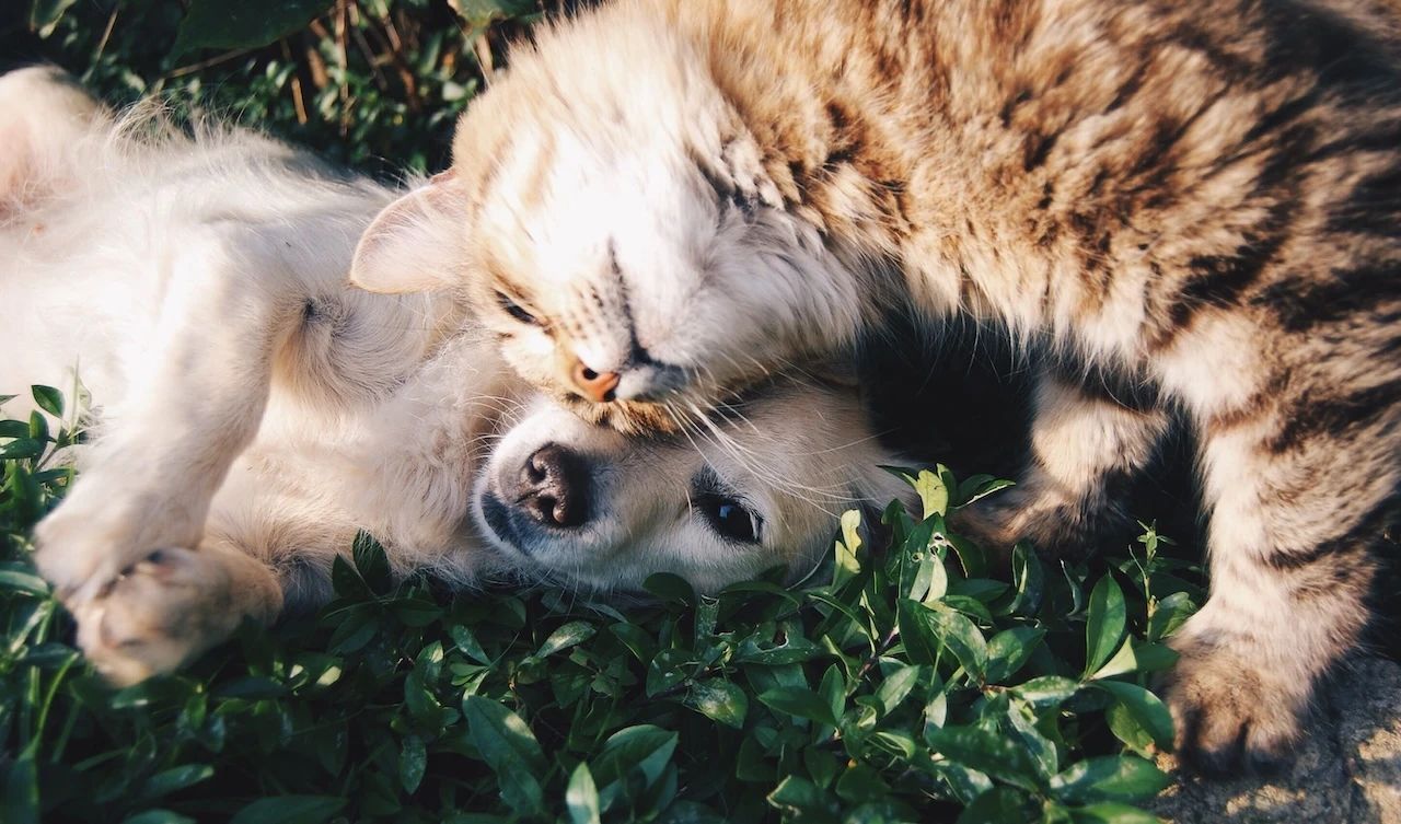 cani e gatti sono ormai presenze insostituibili capaci di ridisegnare le nostre giornate i nostri affetti e il nostro modo di vivere la famiglia il mondo fuori per242 deve ancora dare diritti a questo legame profondo