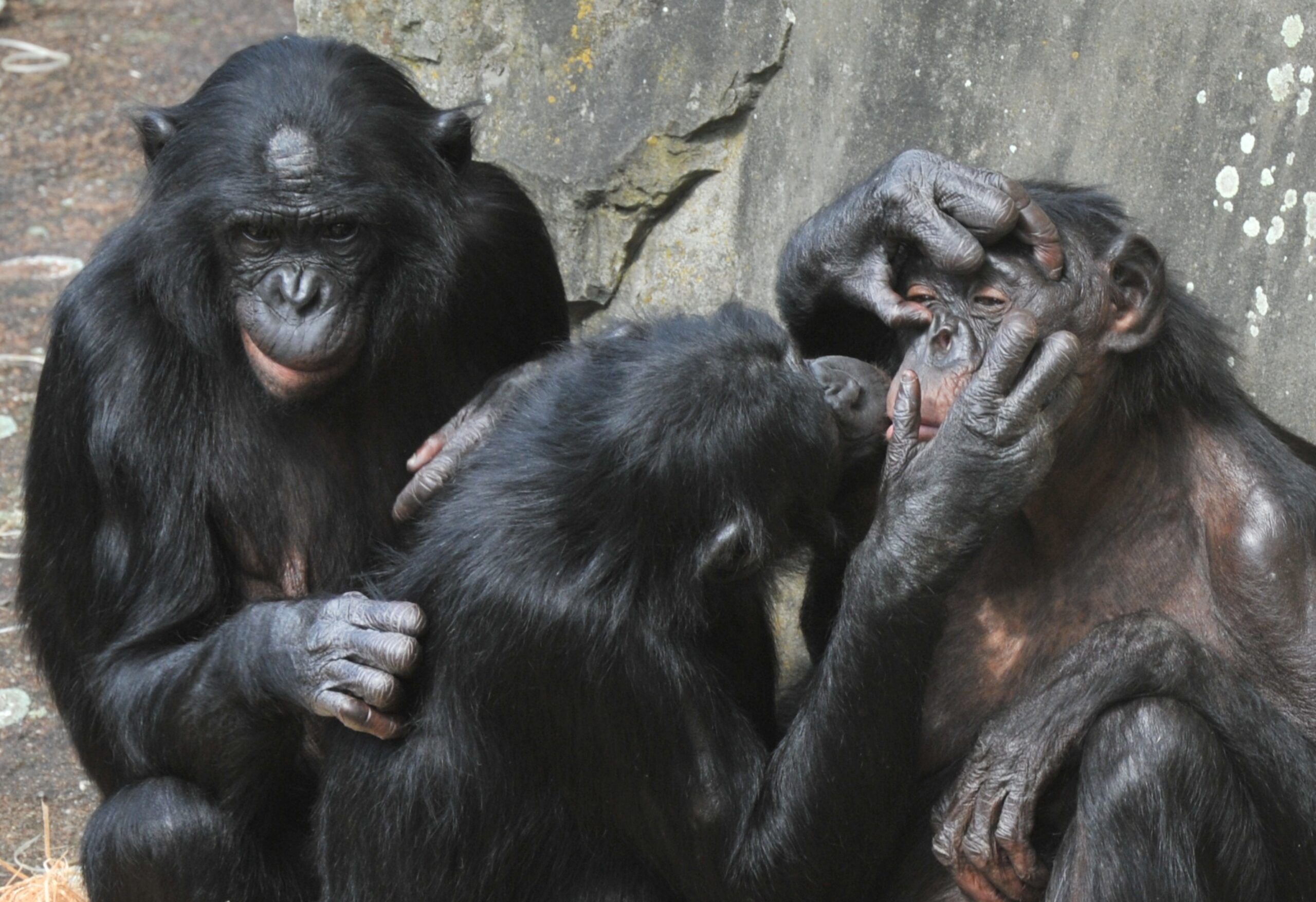 chi ha detto che in natura i maschi comandano e le femmine sono fedeli l etologa spiega come tra clitoridi sorprendenti gravidanze maschili e accoppiamenti acrobatici il mondo animale riservi parecchie sorprese