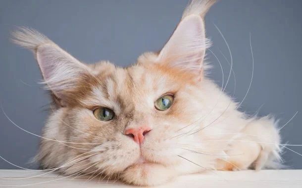 ristoranti grandi firme nel cuore della metropoli e molto al femminile nella campagna modenese indirizzi de luxe sul garda e sulle dolomiti pi249 una maison con cucina pet friendly anzi di pi249 tutti nuovi o rinnovati