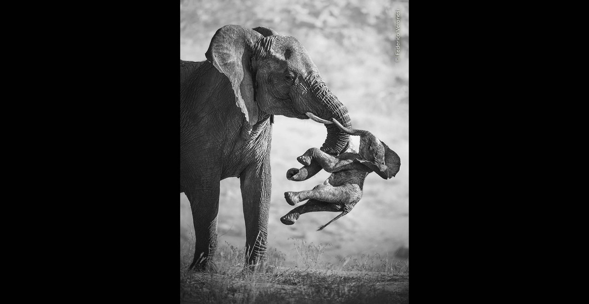 l ha intitolata the aftermath160le conseguenze uno scatto in bianco e nero grazie al quale l italiano federico veronesi 232 stato proclamato wildlife photographer of the year 2026