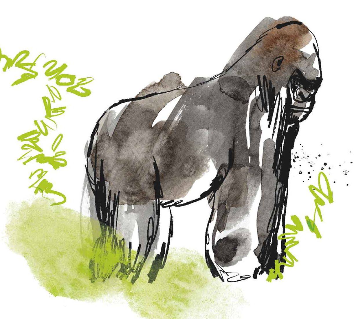 un video girato nell8217estate del 1986 nel jersey zoo stati uniti ha fatto il giro del mondo e ha dimostrato l intelligenza dei gorilla